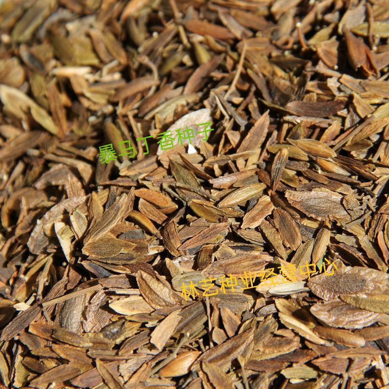 暴马丁香种子紫丁香树种子紫丁香花种子优质散装育苗紫丁香种