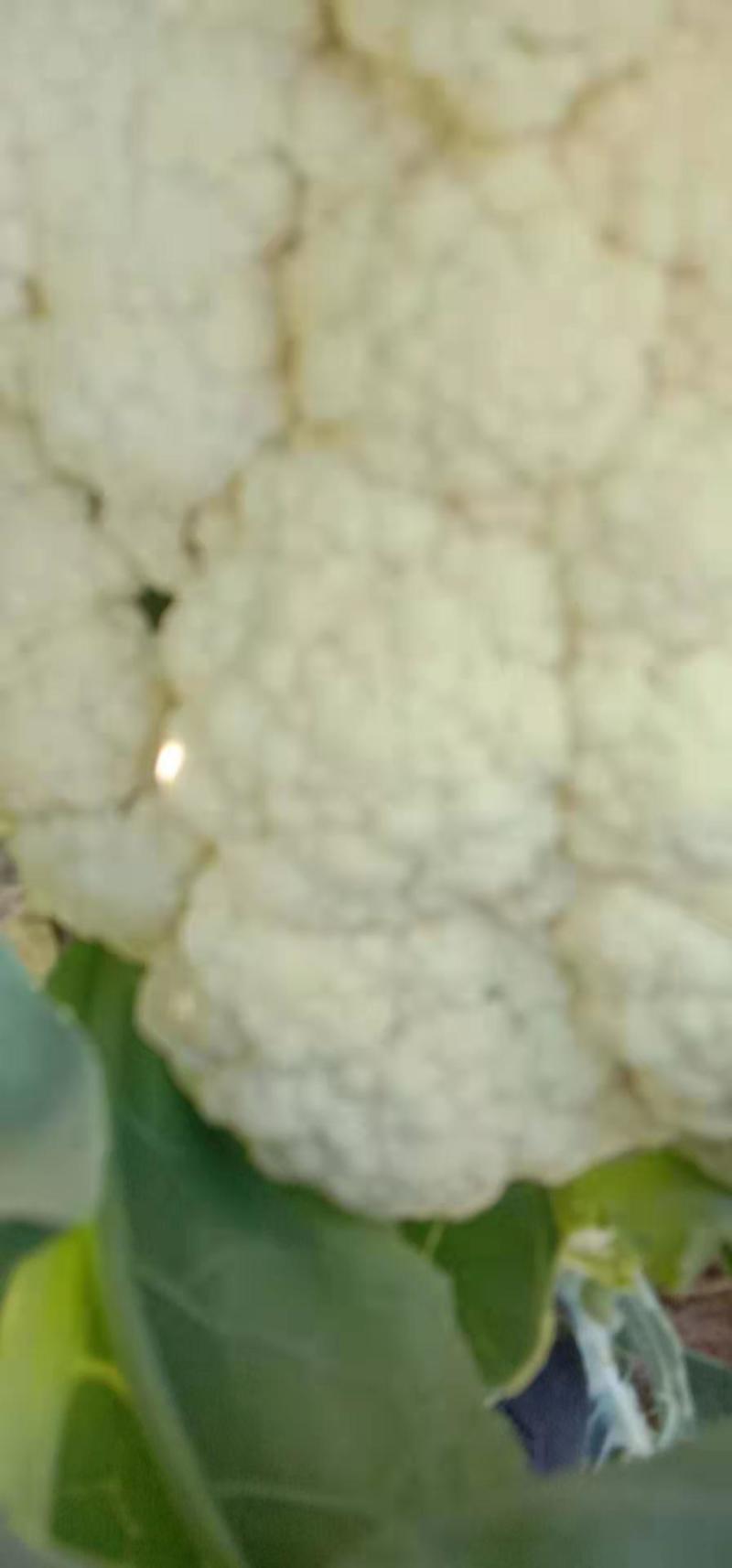 我处各种蔬菜大量上市，一手货源，需要的联系我