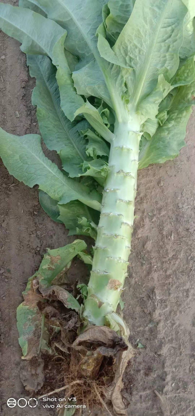 我处各种蔬菜大量上市，一手货源，需要的联系我