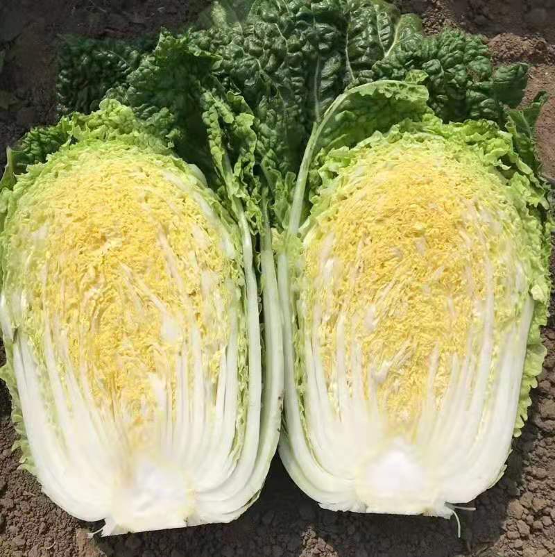 我处各种蔬菜大量上市，一手货源，需要的联系我