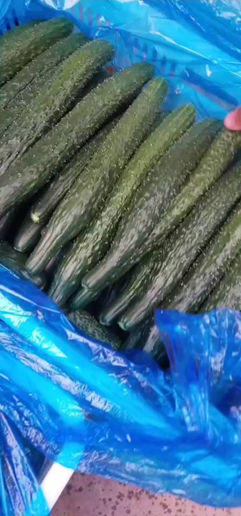 本地精品，黄瓜，产地直供，质量有保证，有专业包装团队