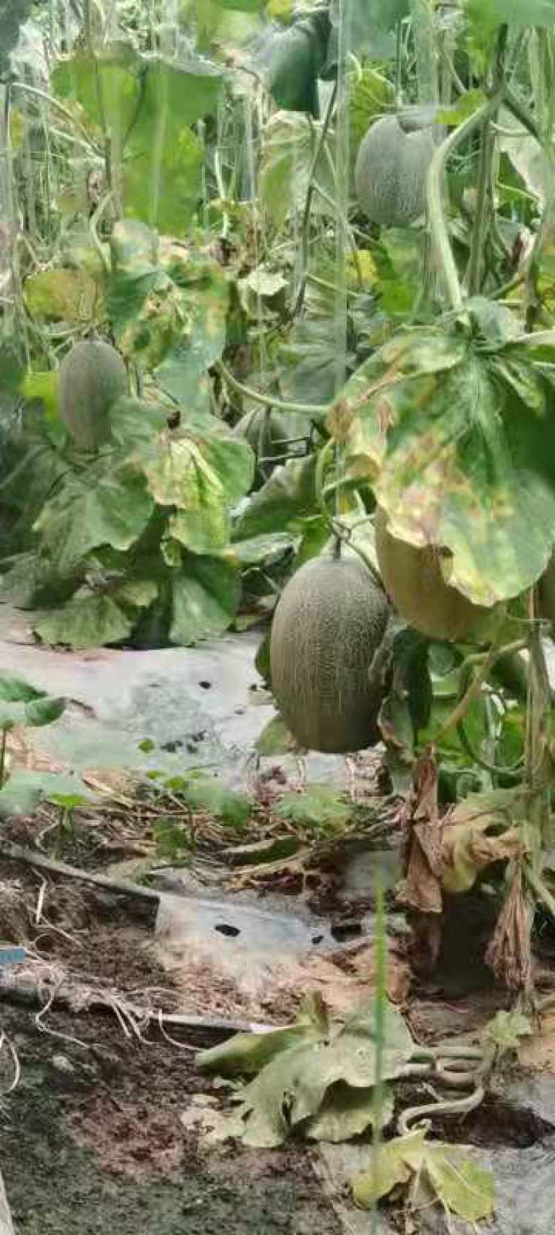 小蜜25大量有货，三至五斤网文好，口感好。