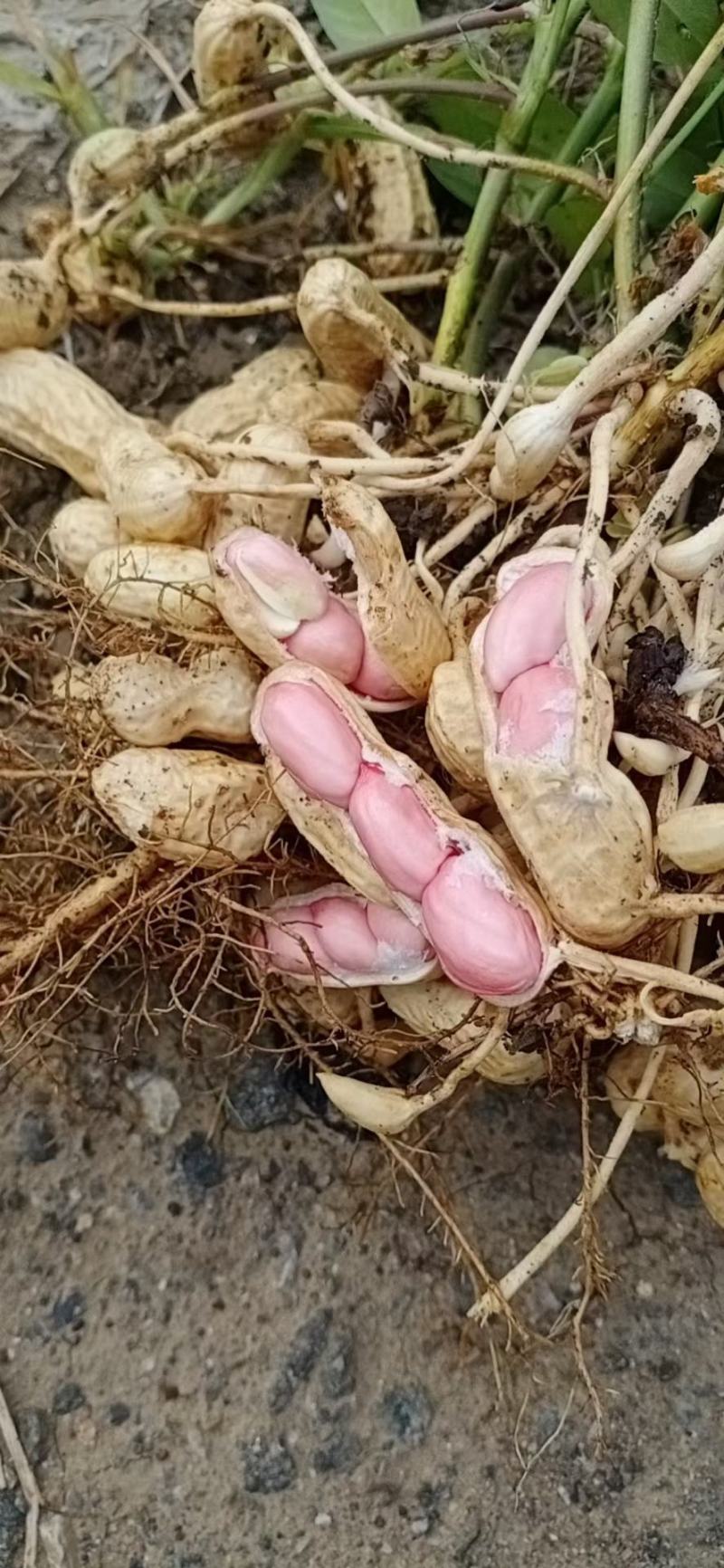 江苏省，徐州市，精品四粒红花生大量上市有需要联系我，
