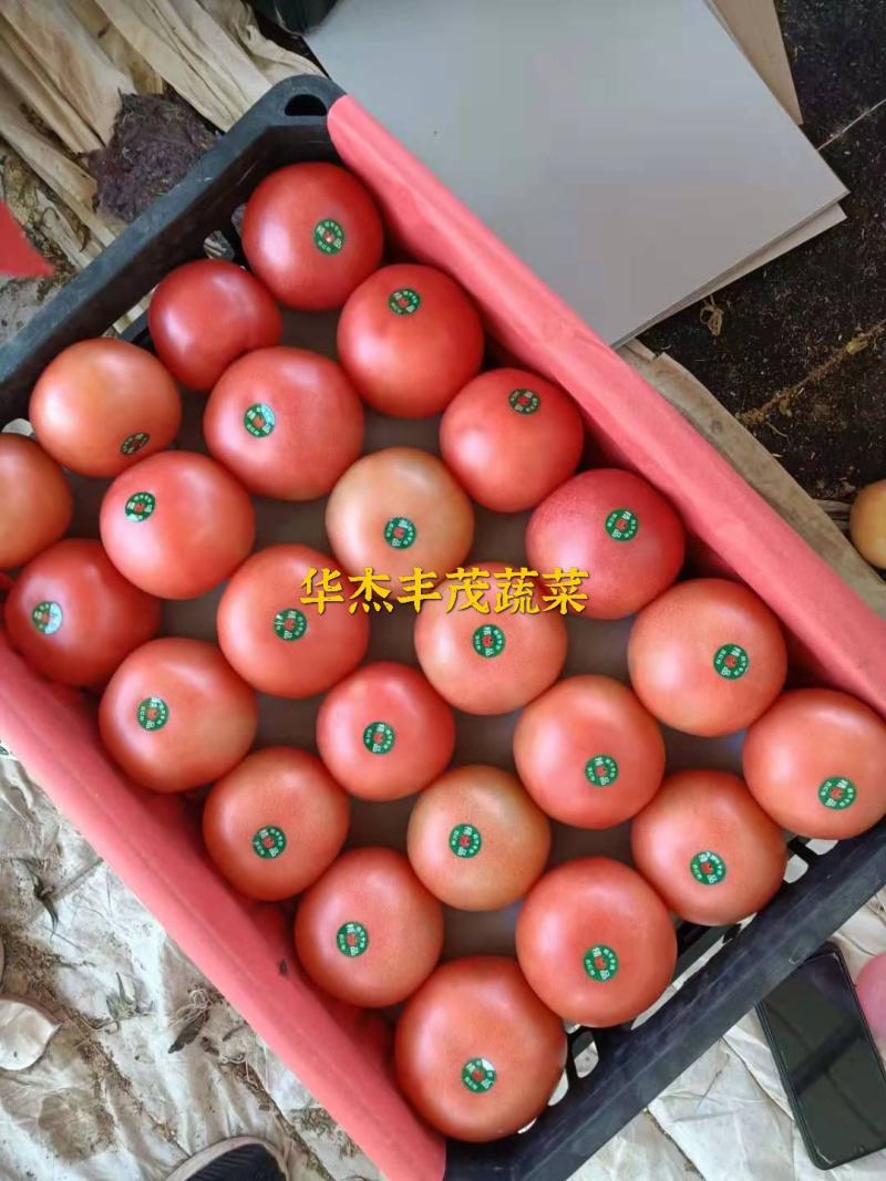 工棚硬粉西红柿，弧3以上，果型饱满光滑，无空果，产地直发