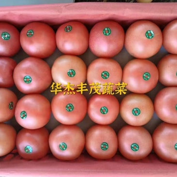 工棚硬粉西红柿,弧3以上,果型饱满光滑,无空果,产地直发