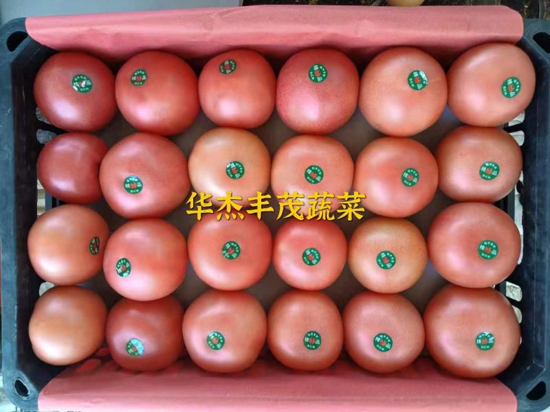 工棚硬粉西红柿，弧3以上，果型饱满光滑，无空果，产地直发