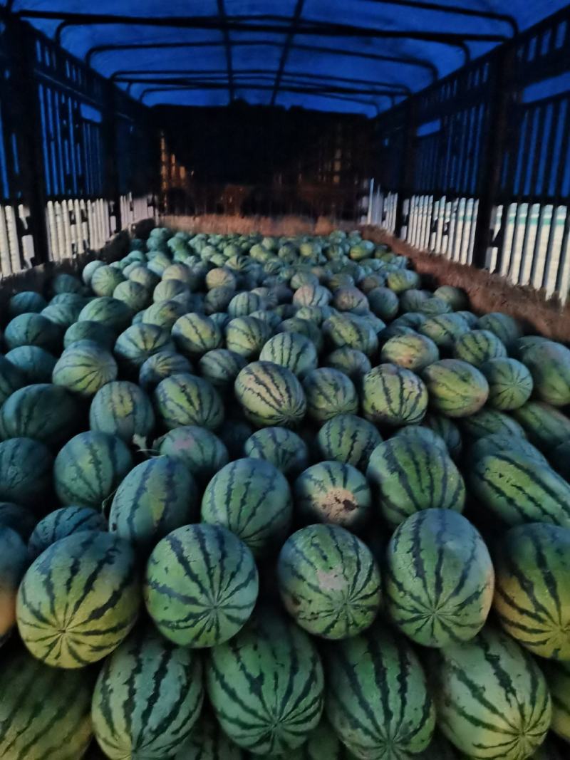 金城5号双红瓤.口感特甜.薄皮保证质量诚信代发