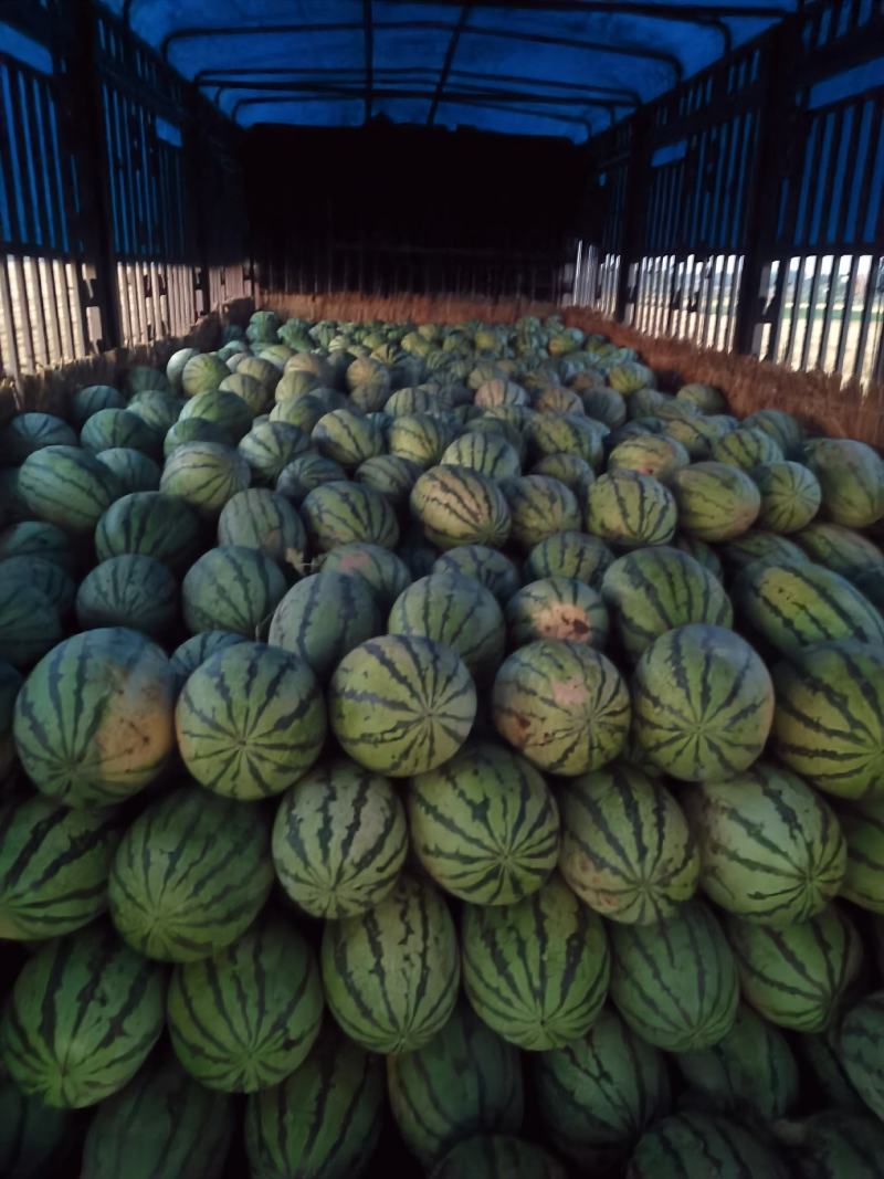 金城5号双红瓤.口感特甜.薄皮保证质量诚信代发
