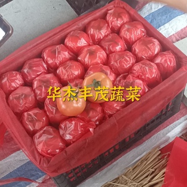 冷棚大红硬果西红柿弧3以上,果型饱满无空果,黑胶框包装