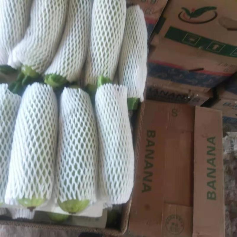 河北精品西葫芦瓜形直颜色亮全国供应欢迎老板选购