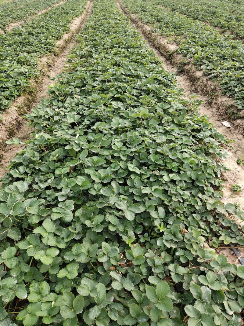 大叶宁玉草莓苗【各品种齐全】质量保证免费技术指导