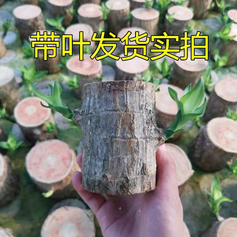 巴西木幸运格鲁特简单易养活懒人可选办公室客厅卧室净化空气