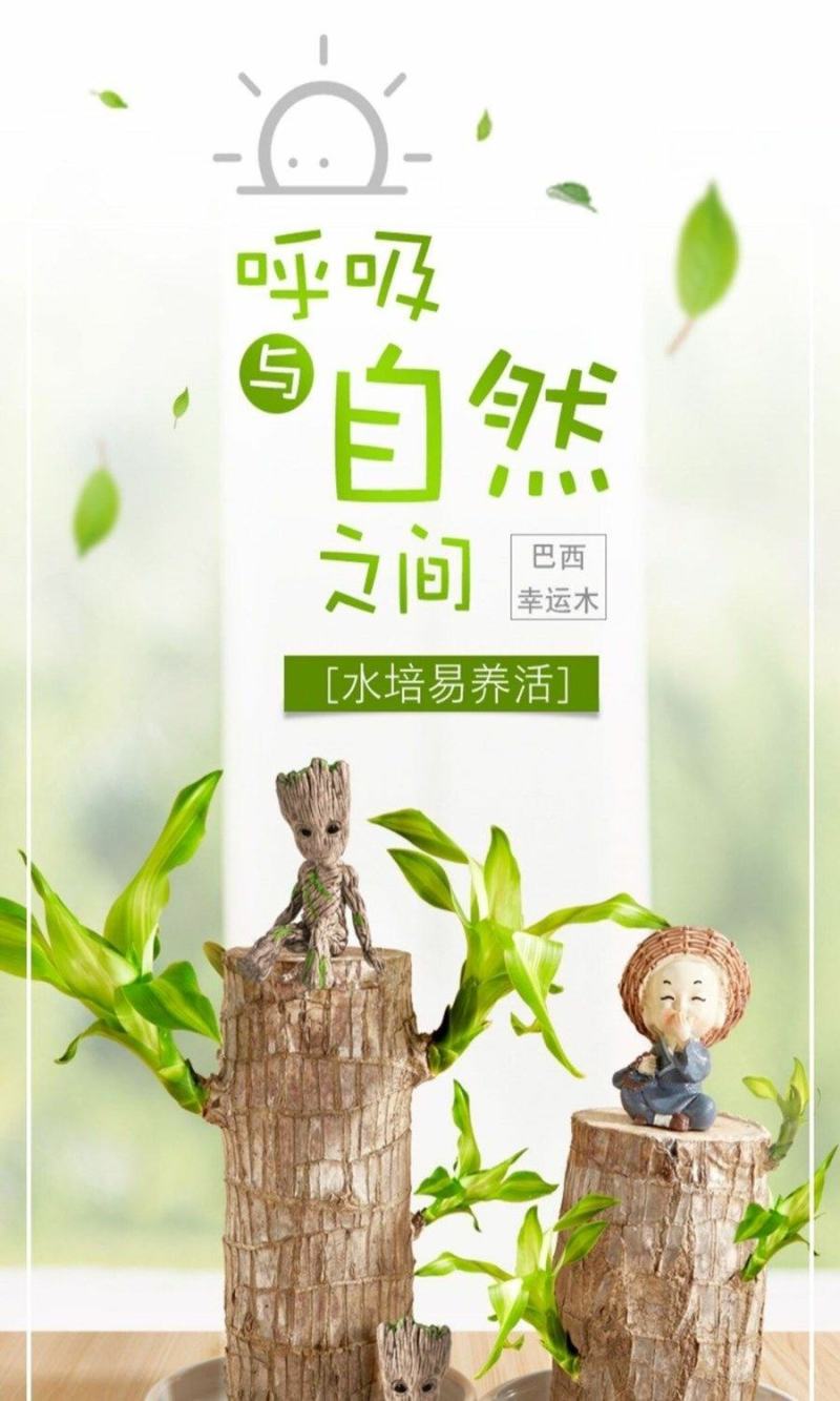 巴西木幸运格鲁特简单易养活懒人可选办公室客厅卧室净化空气