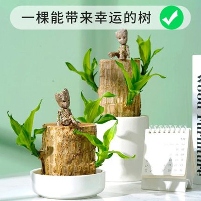 巴西木幸运格鲁特简单易养活懒人可选办公室客厅卧室净化空气
