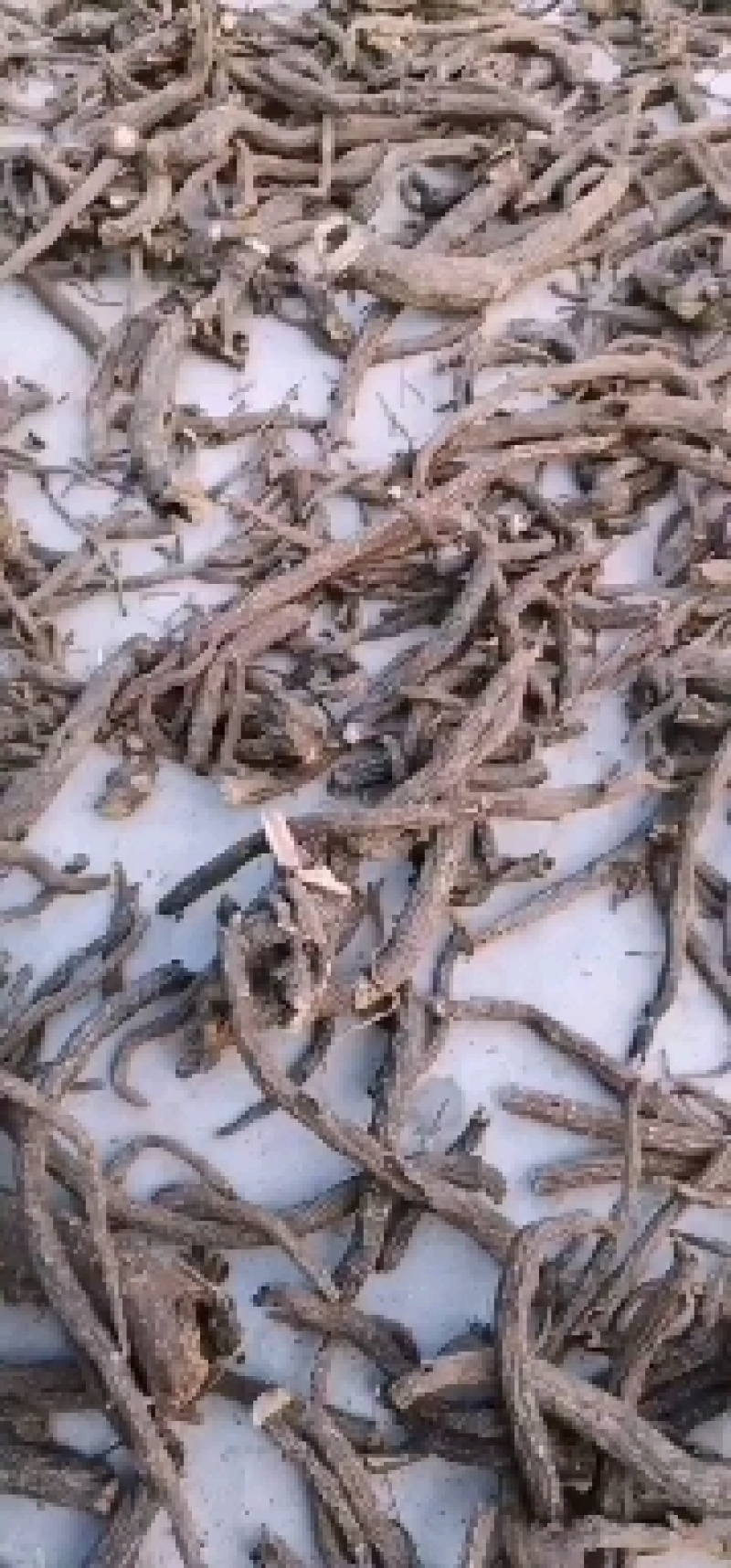 4月20左右开始采挖的开花芍水洗货高含量