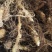 黄精鲜货自然生长大别山区黄精天然采挖数量有限