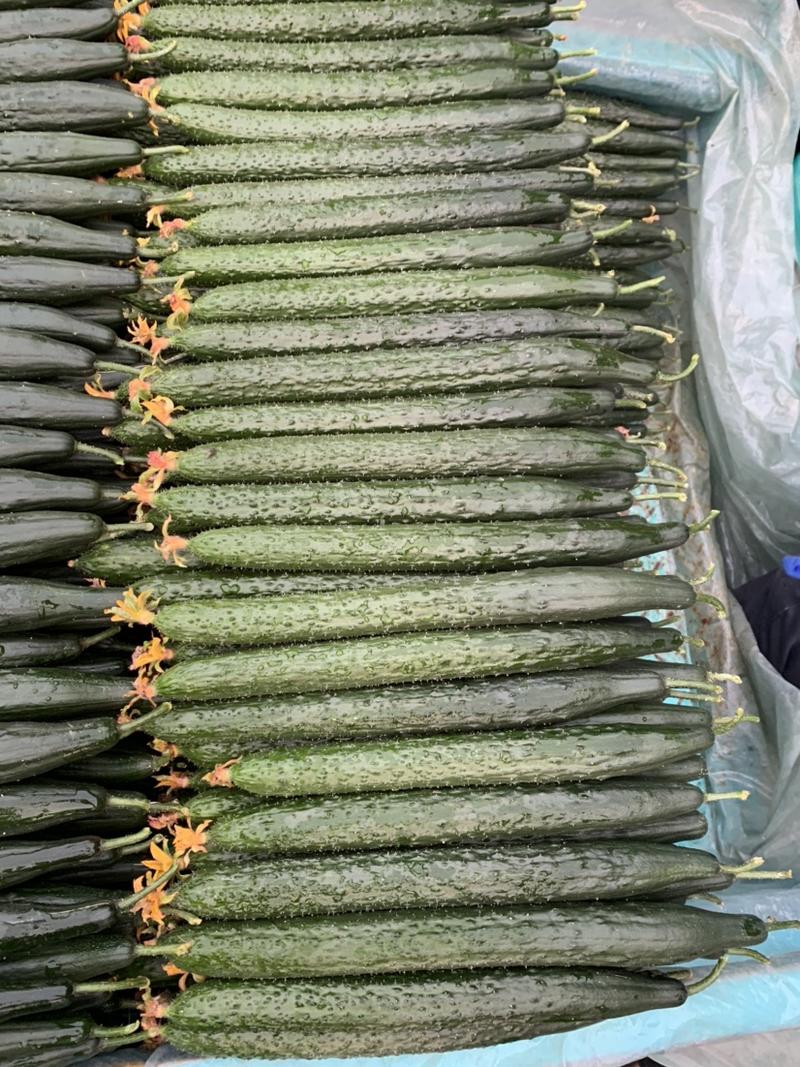 【精品】亮条密刺黄瓜，瓜条25以上大量上市，一手货源全国发货