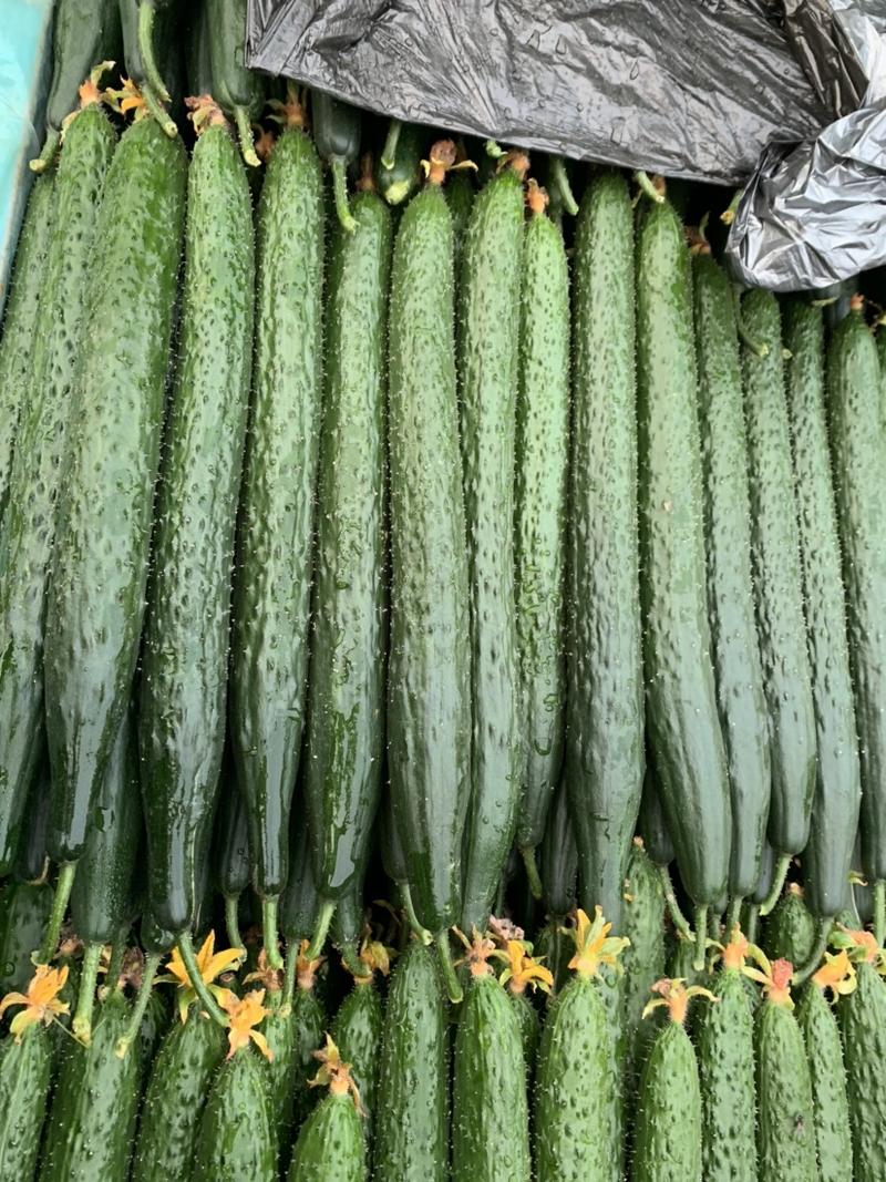 【精品】亮条密刺黄瓜，瓜条25以上大量上市，一手货源全国发货