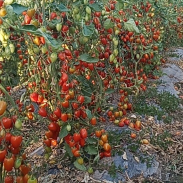 大量现货