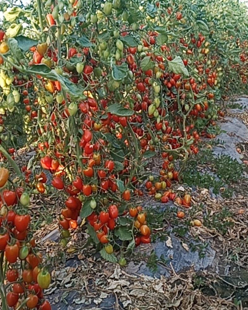 大量现货