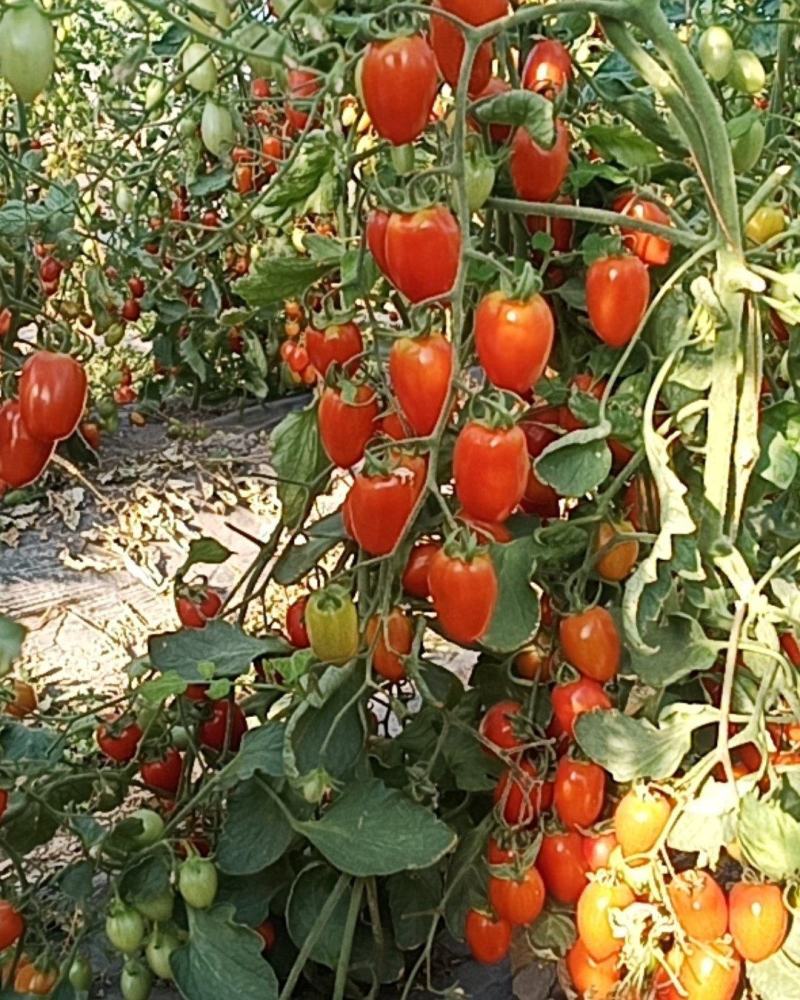 大量现货