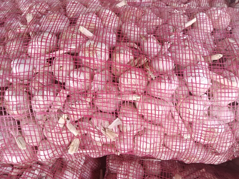 邳州精品净蒜！原皮，分级净蒜，新蒜上市质量有保证