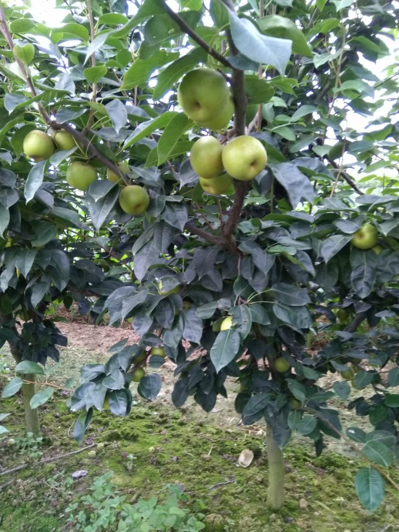 翠冠梨