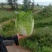 好货白菜精品无虫，无花杆要的老板来。货好的很
