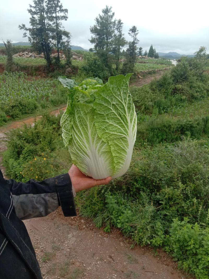 好货白菜精品无虫，无花杆要的老板来。货好的很