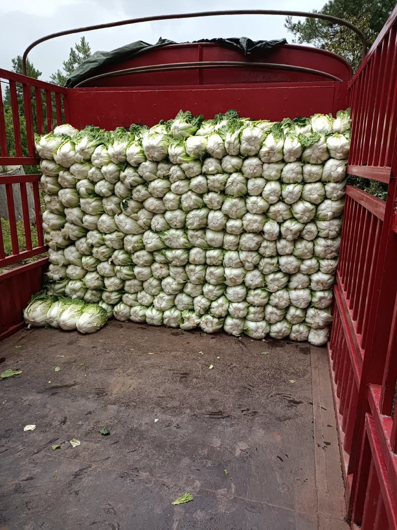 好货白菜精品无虫，无花杆要的老板来。货好的很
