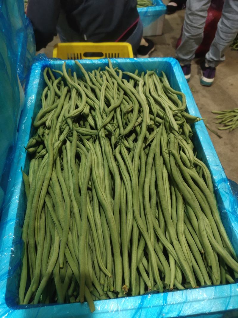 架豆王芸豆精品架豆王豆角无筋豆甘肃豆王无丝豆