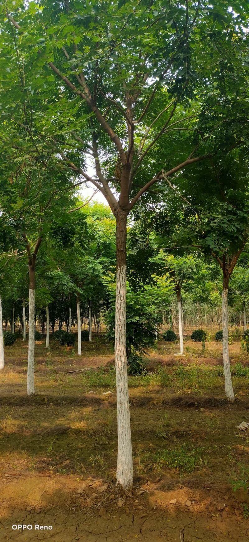 栾树10-25公分质量一级