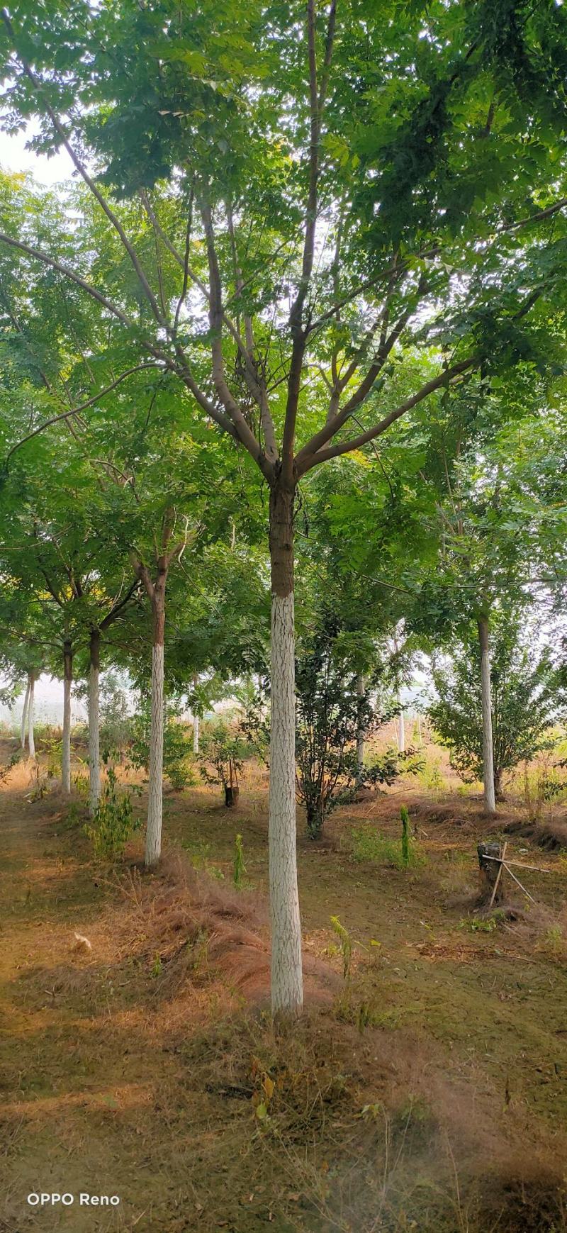 栾树10-25公分质量一级