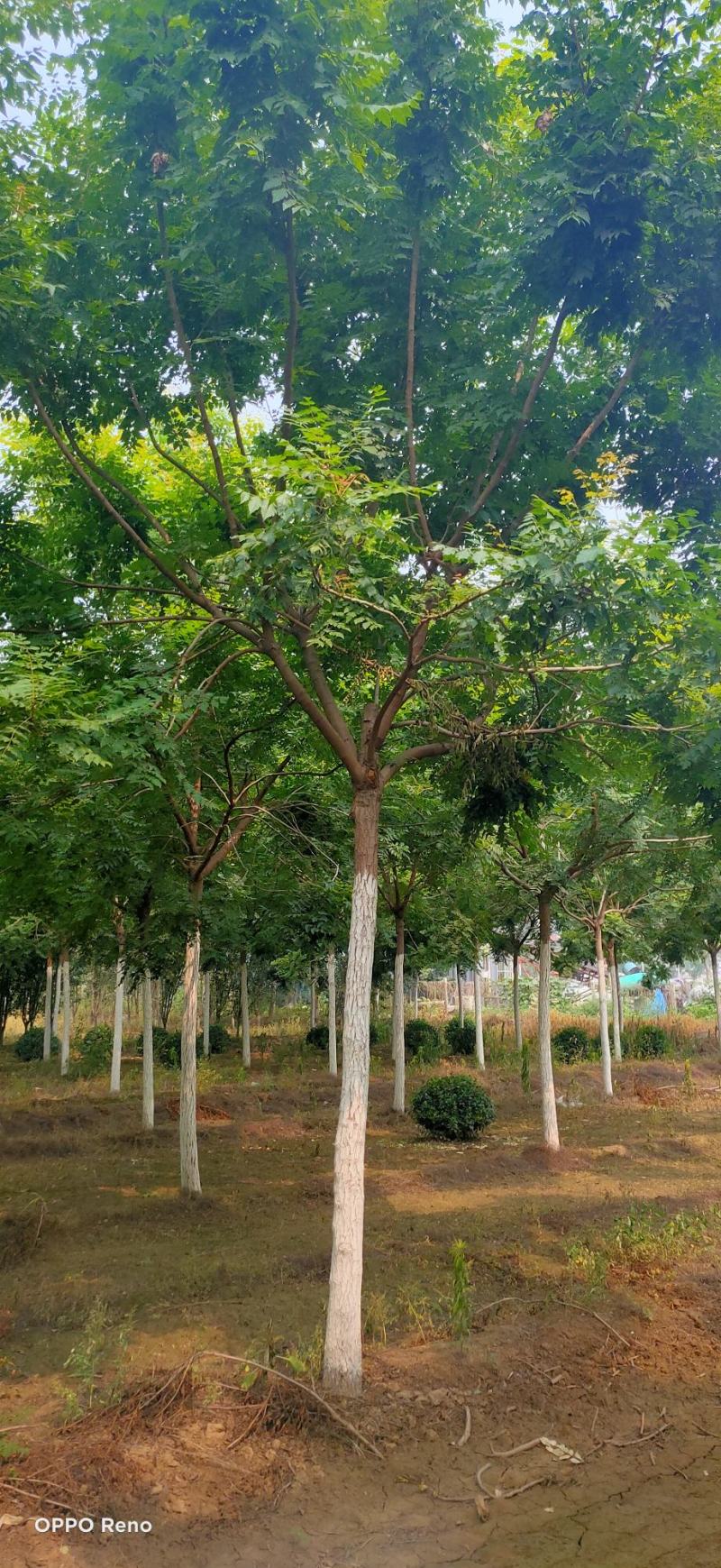 栾树10-25公分质量一级