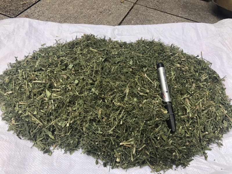 穿心莲厂家直销没有中间商赚差价穿心莲切草（切片）