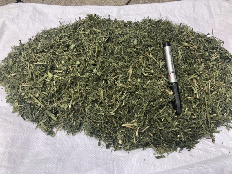 穿心莲厂家直销没有中间商赚差价穿心莲切草（切片）