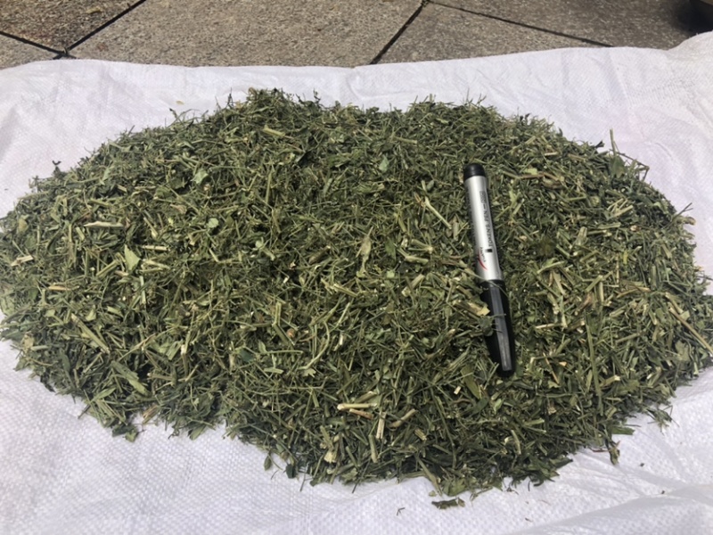 穿心莲厂家直销没有中间商赚差价穿心莲切草（切片）