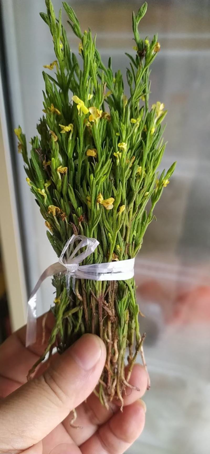野生独脚金