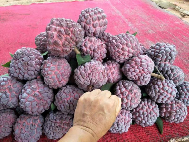 红玫瑰释迦果
