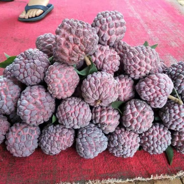 红玫瑰释迦果