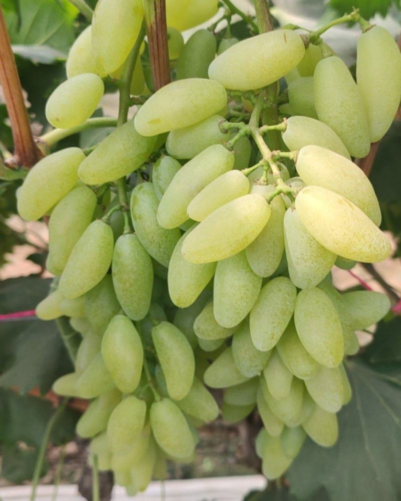 金手指