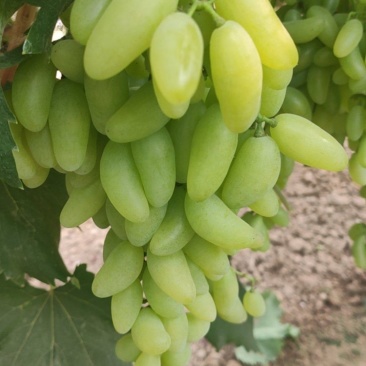 金手指
