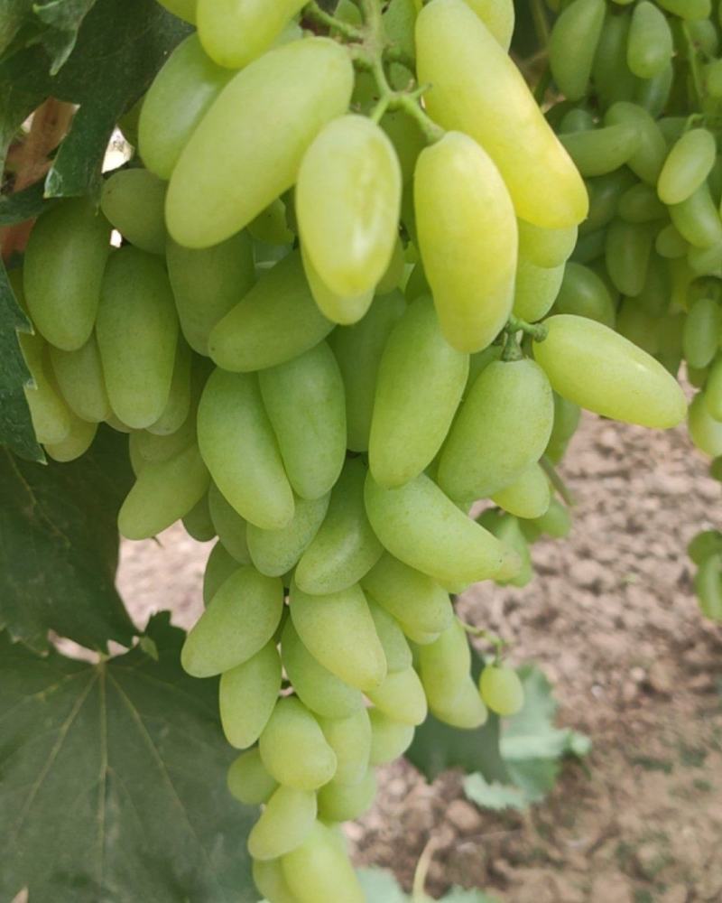 金手指