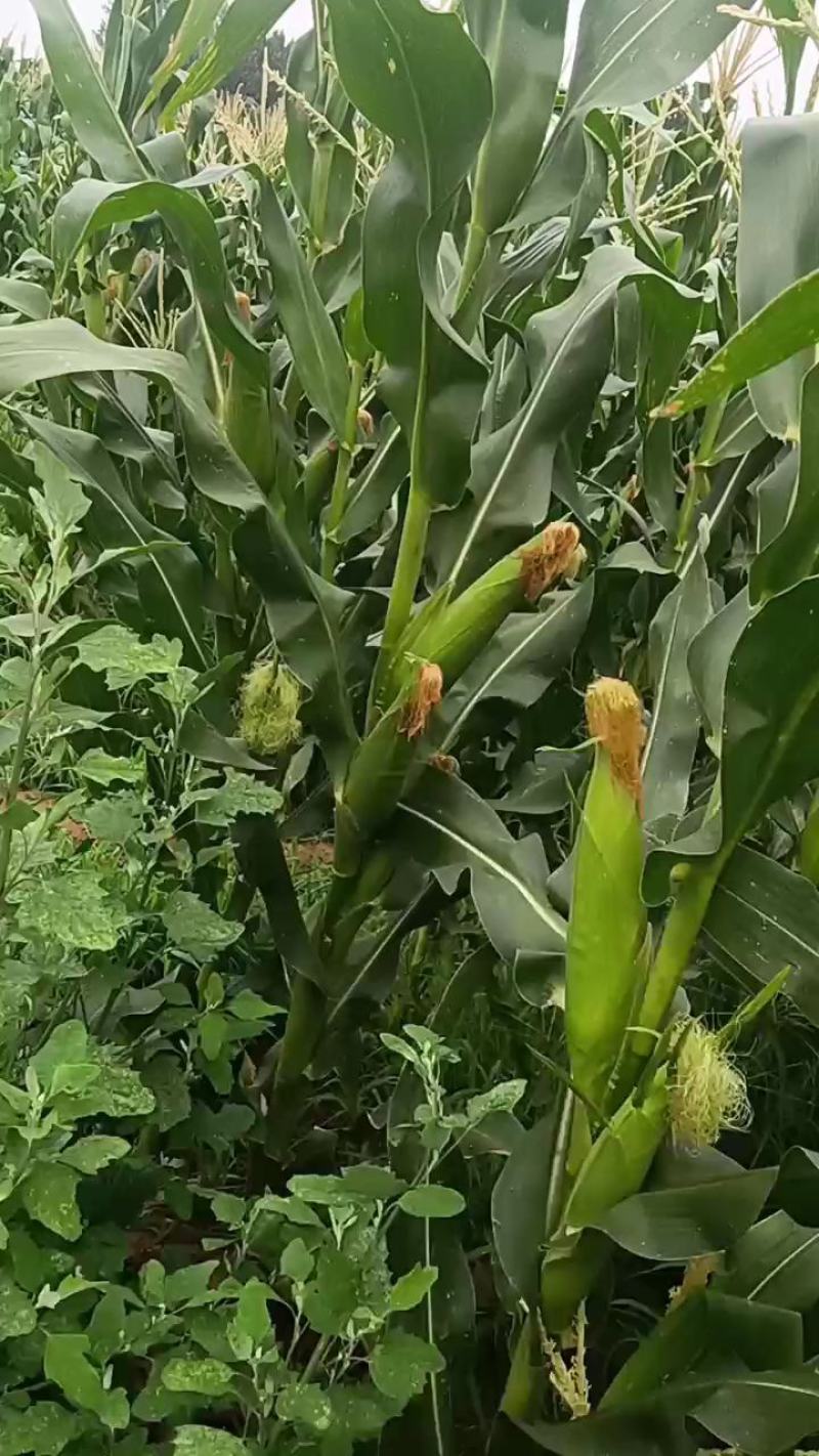 精品糯玉米，批量打底，口感香甜。