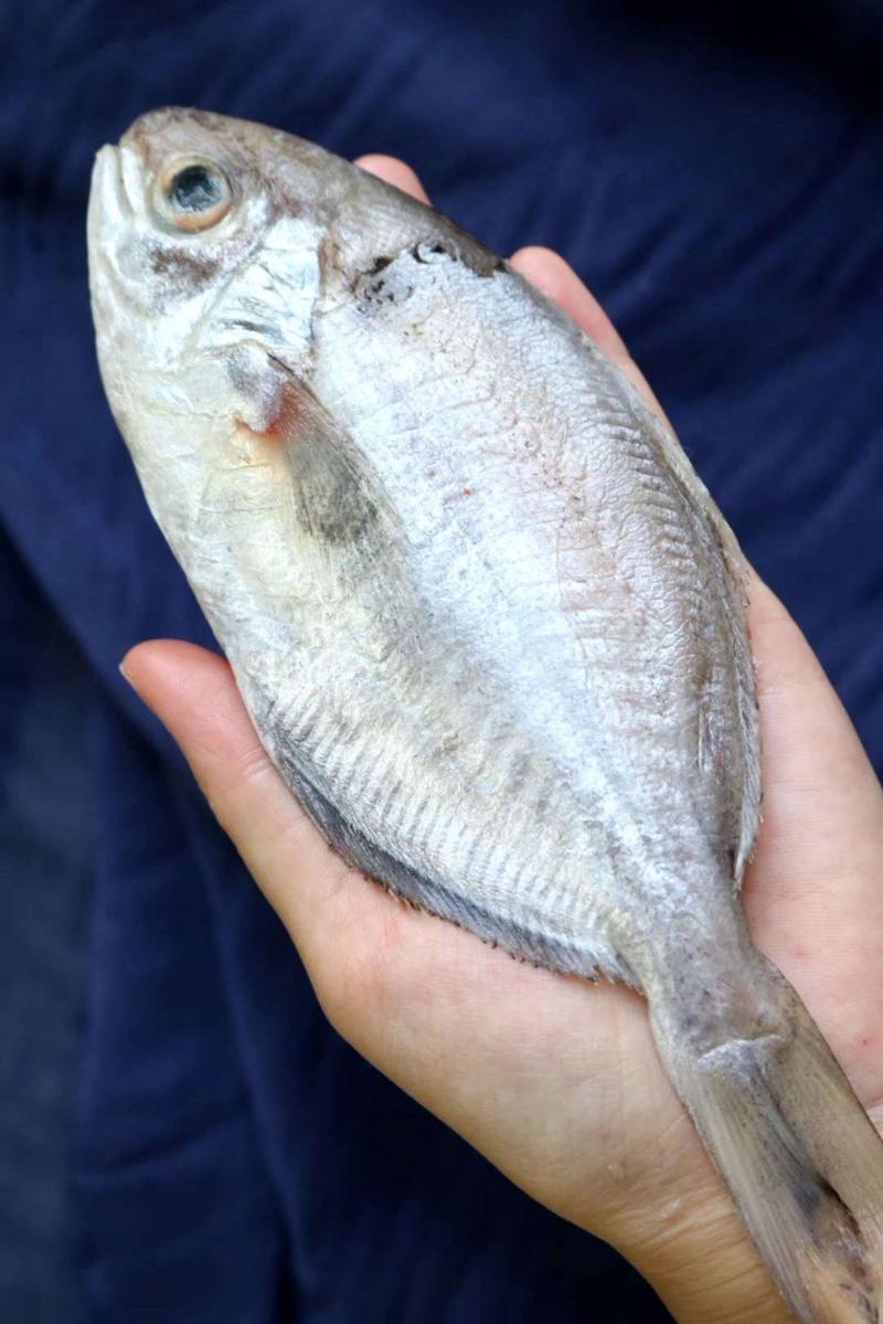 东山肉鲳鱼，深海鲳鱼，南鲳鱼，肉鲳鱼一件代发