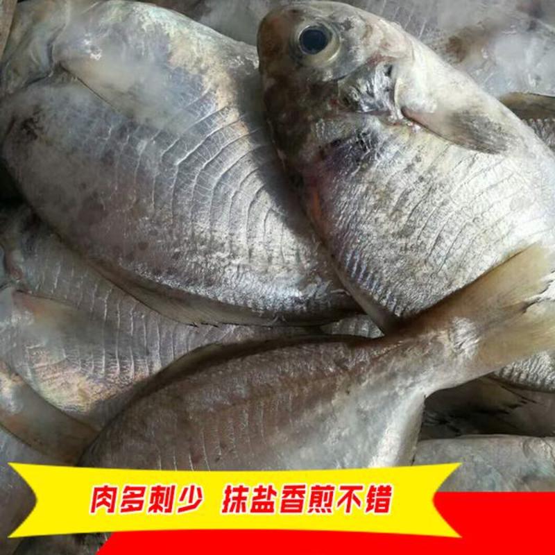 东山肉鲳鱼，深海鲳鱼，南鲳鱼，肉鲳鱼一件代发