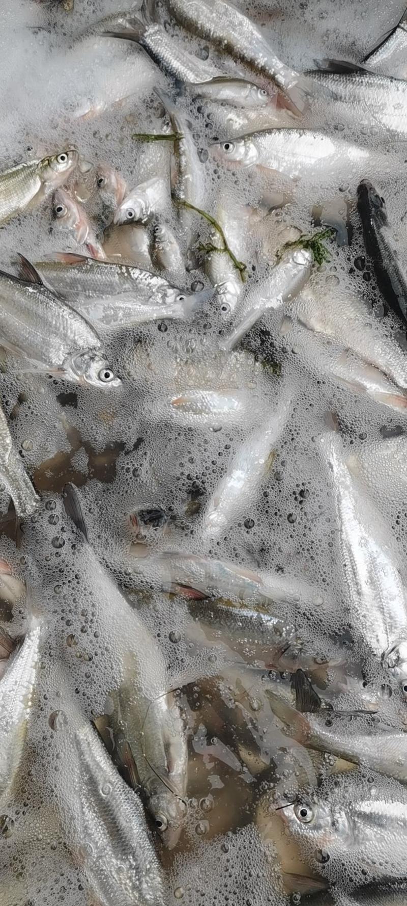 大期大量出售大型水库生态新鲜的白条鱼规格大小可以加工冷冻