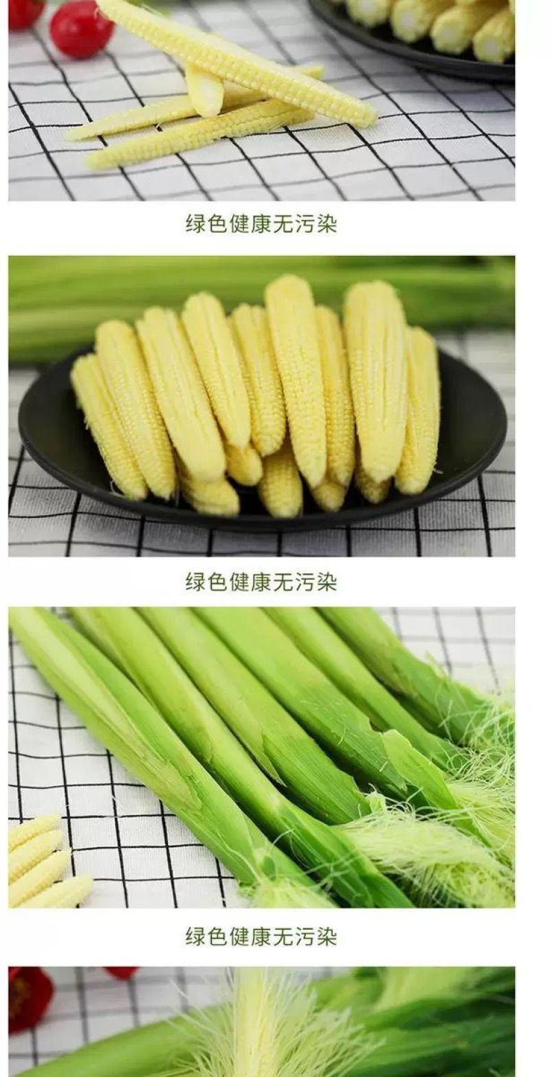 水果玉米笋无农药新鲜蔬菜迷你玉米芯现摘酒店食材包邮。