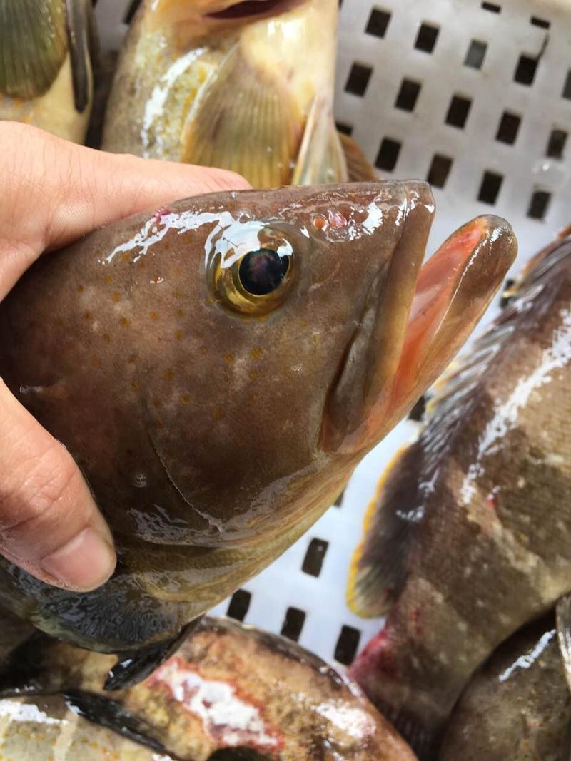 石斑鱼，深海石斑鱼，东山岛海鲜，一件代发