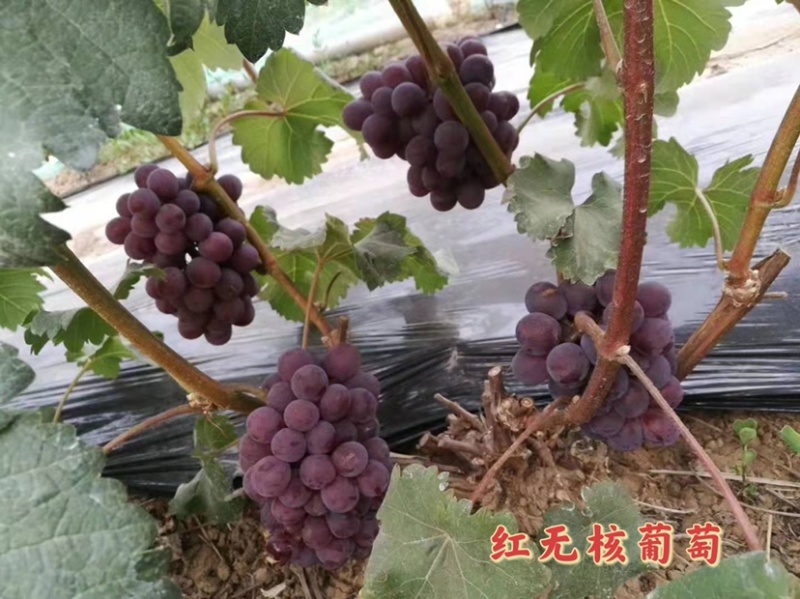精品巨玫瑰，口感好保卖回头客欢迎大家来园看货，清棚